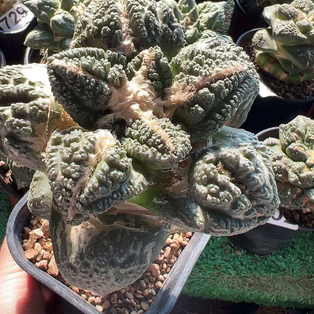 无花朵福利大尤龟甲牡丹926