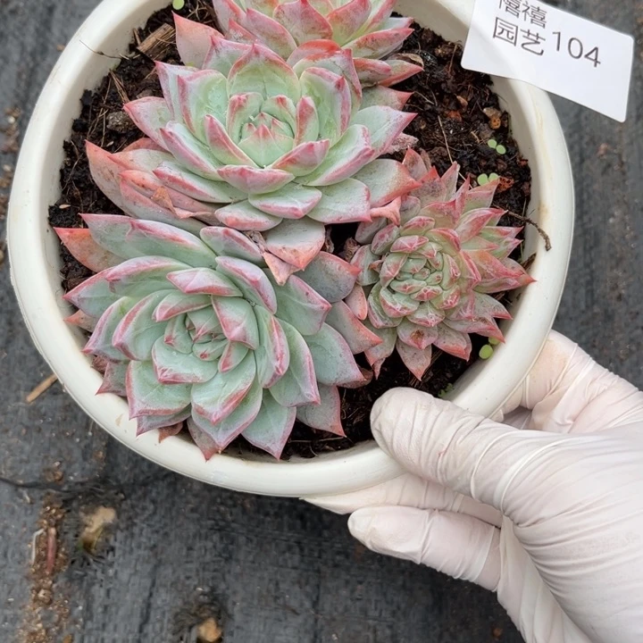 104粉蓝鸟带缀多肉植物