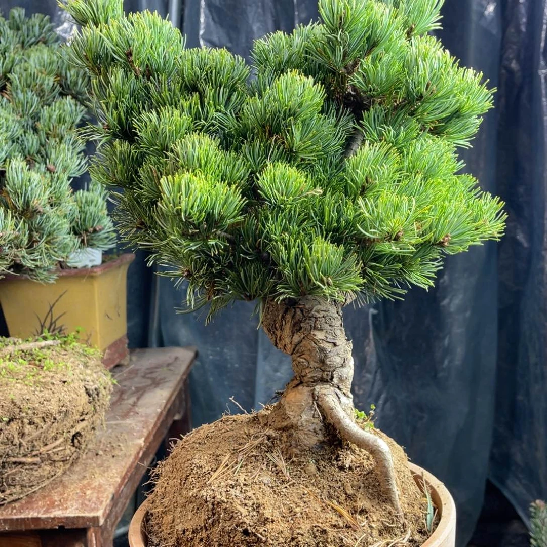 d***m无花朵一个包邮488