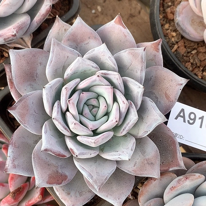 黑卡单头A916号lll