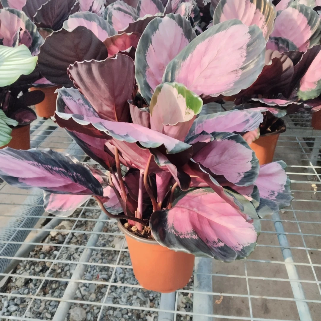 新疆包邮   红玫瑰竹芋彩叶盆栽喜阴好养