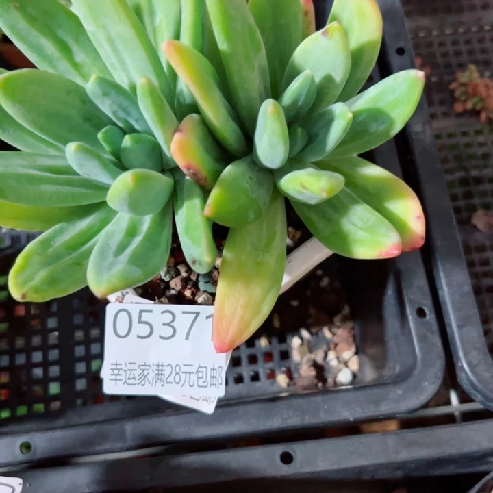 幸运儿是一位非常
