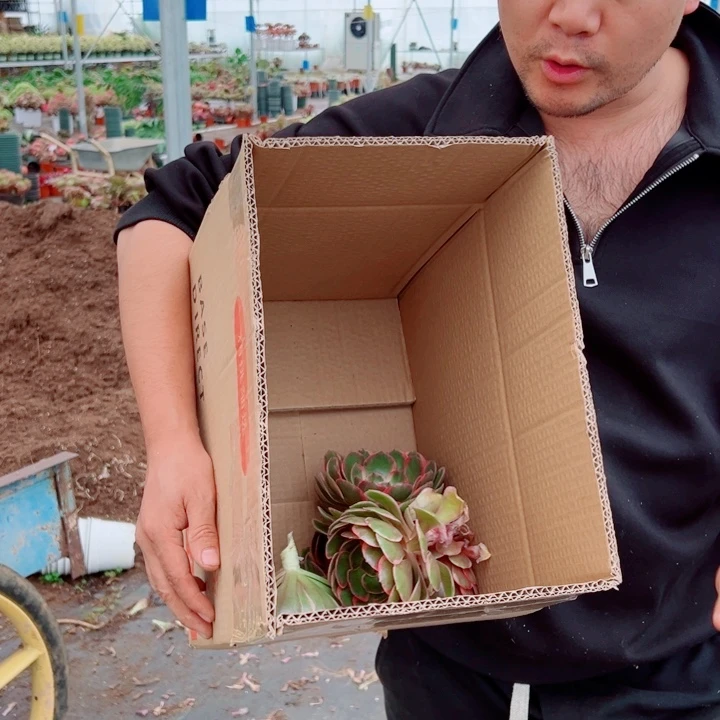 砍头苗大苗多肉法师