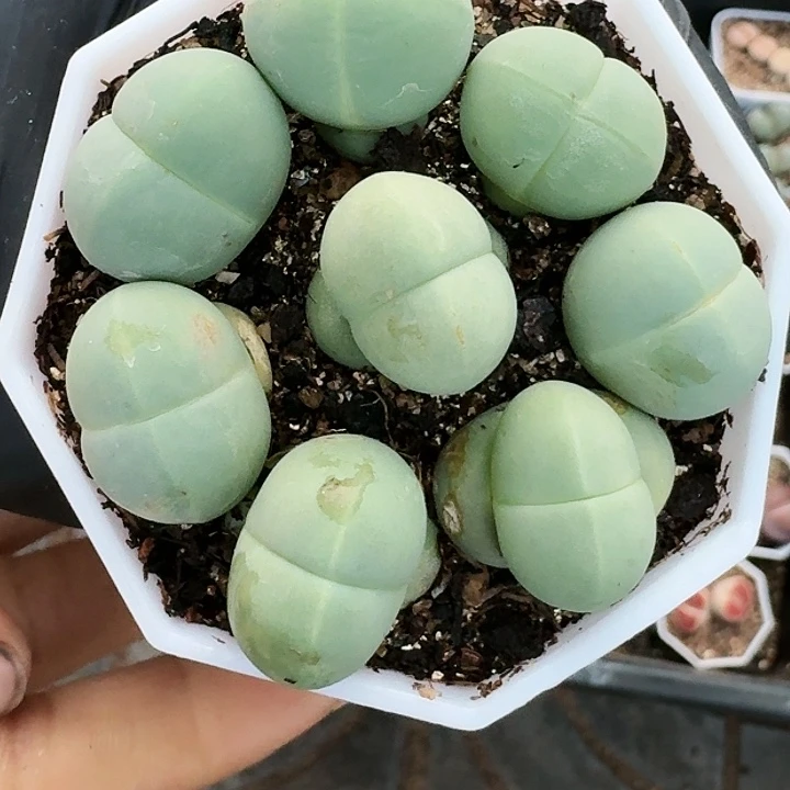 生石花11111。    36