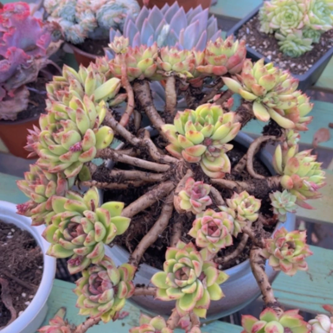 【闪购商品】蓝莓20314