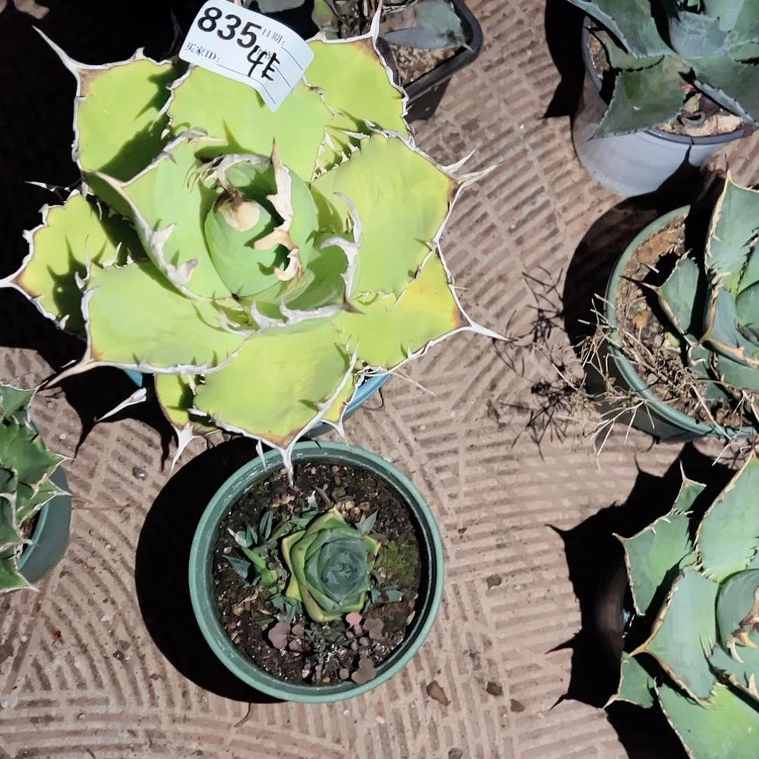 精品龙舌兰一物一拍