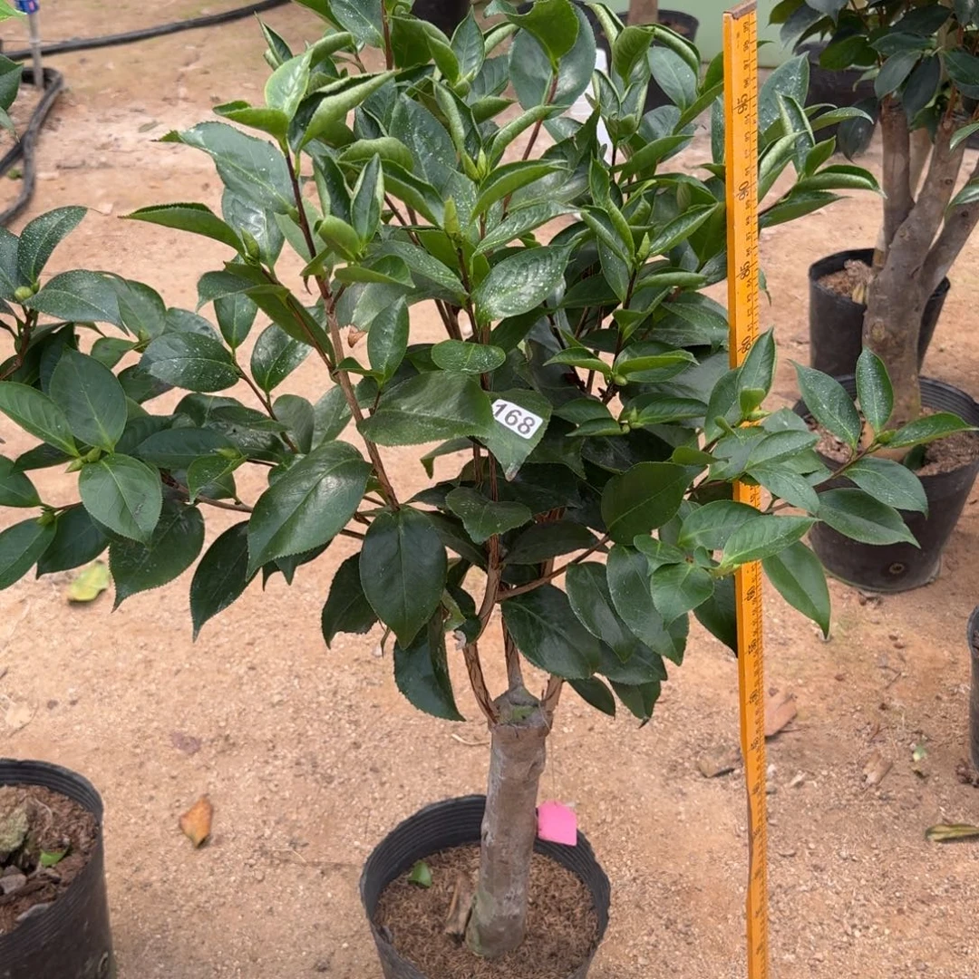 少量花朵（建议范围：2朵-5朵 或40%以下）168依莲3刀