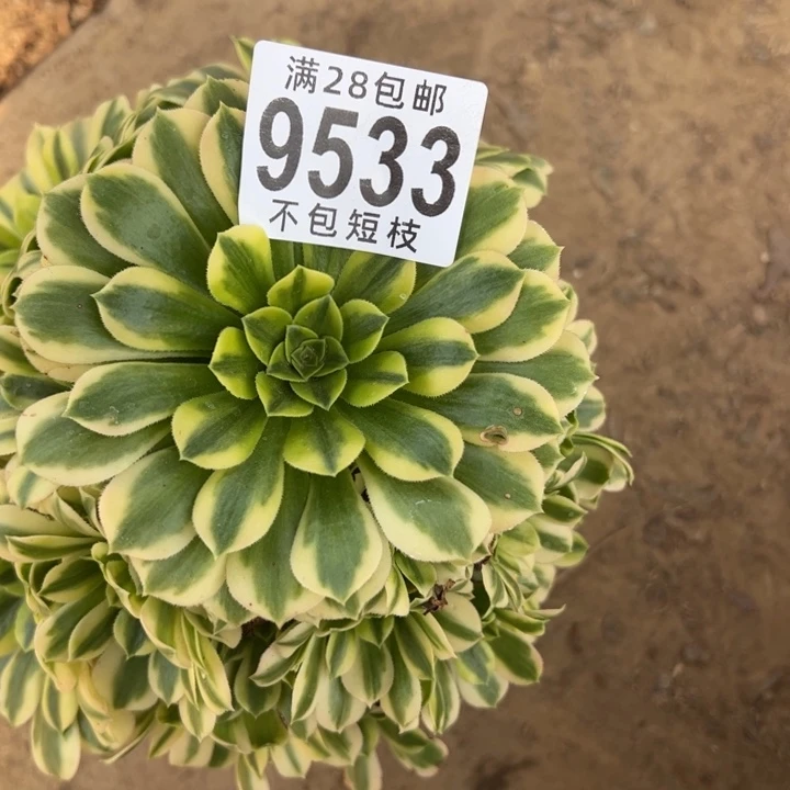 金丝翡翠多肉植物9533