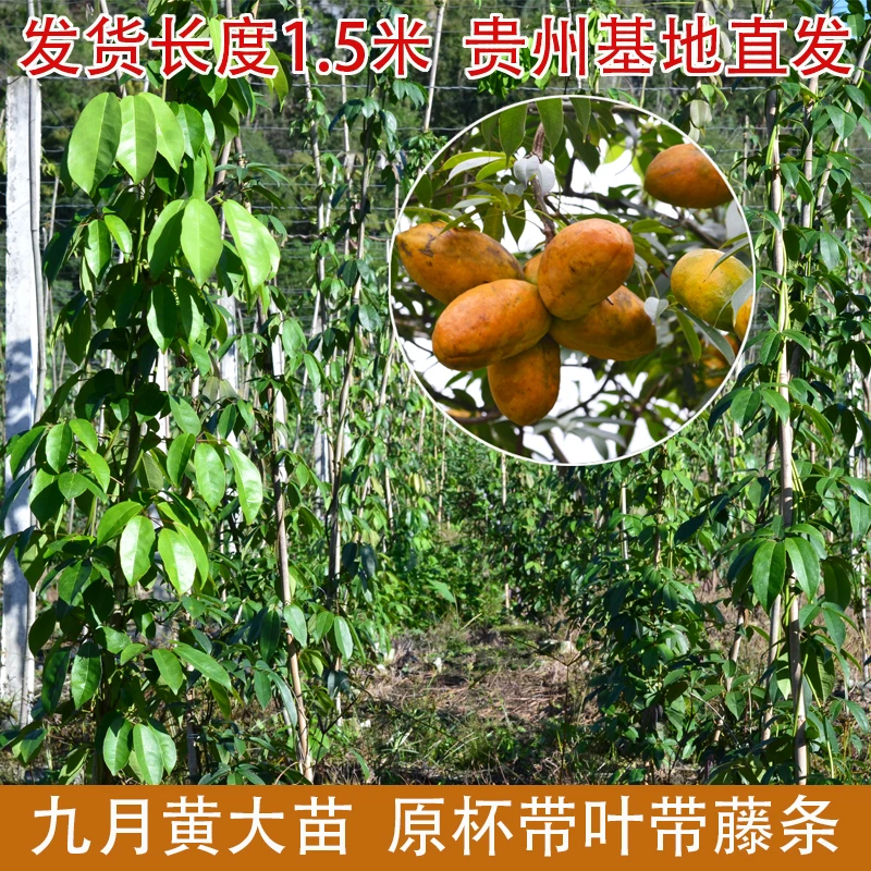 九月黄树苗大苗木通牛卵坨苗带土杯贵州基地