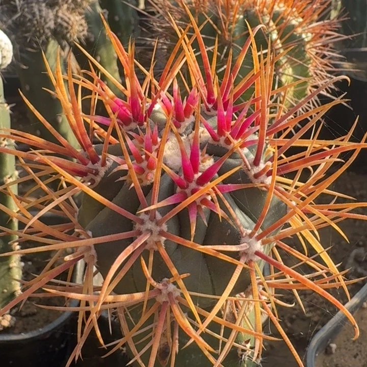 红冠龙苗接6666666