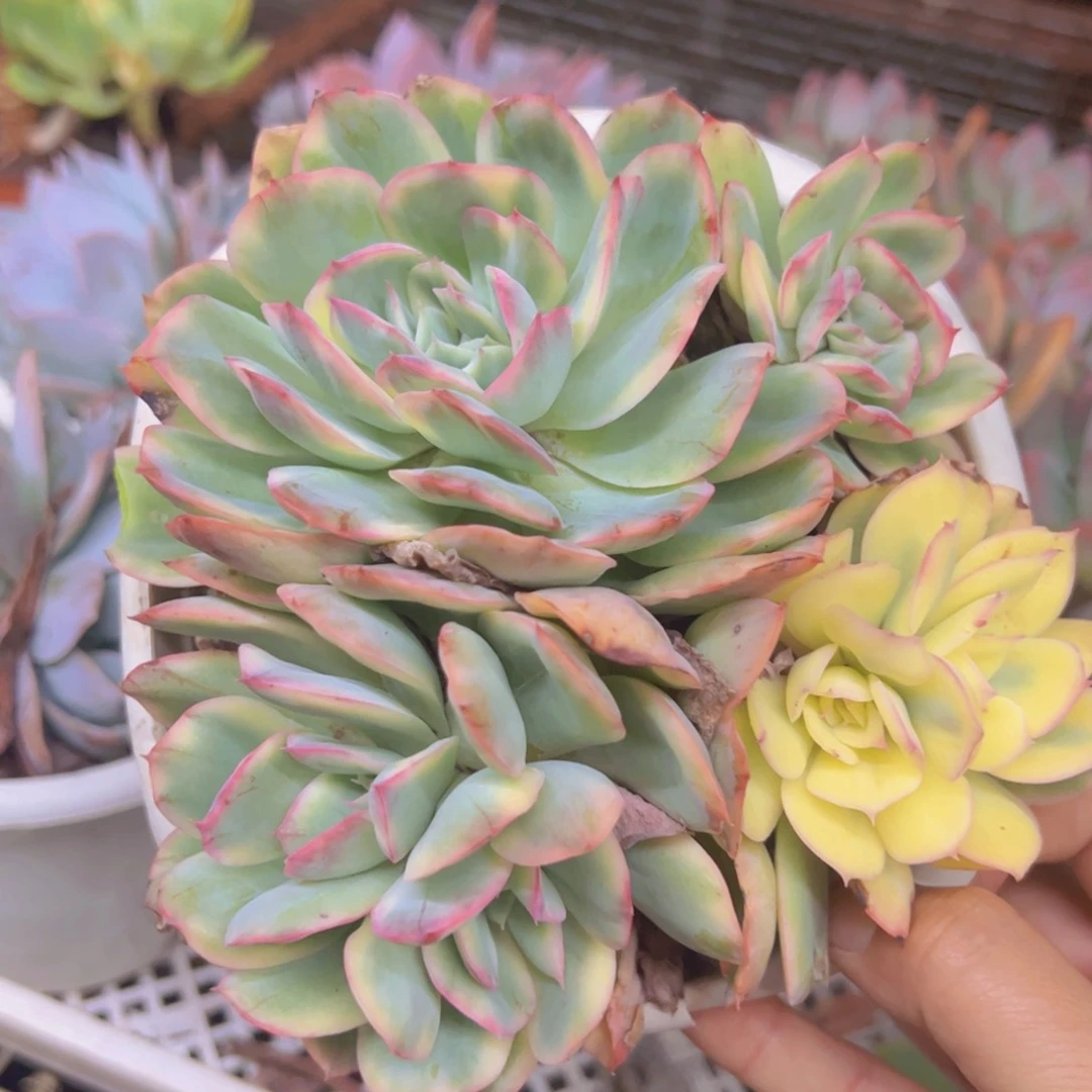 绮罗仙子锦四头起发