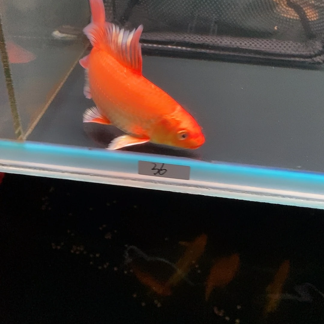 我***a蝴蝶鲤36号红色蝴蝶鲤