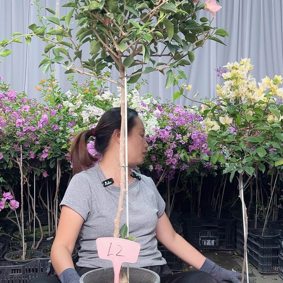 韶***待当前无花栽培后可以开花L2卡亚塔