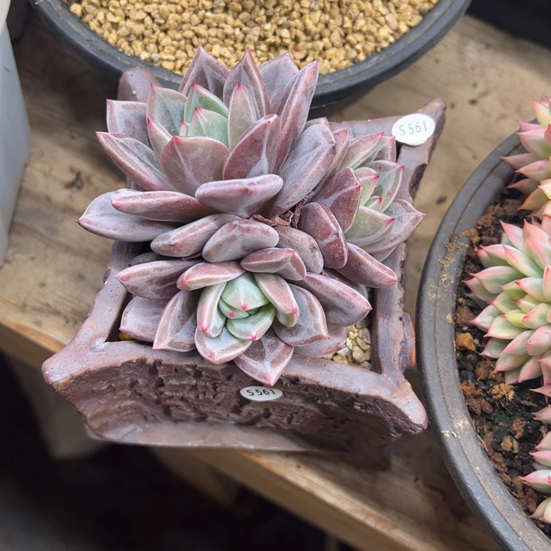 酒红香槟 夏鸣园艺