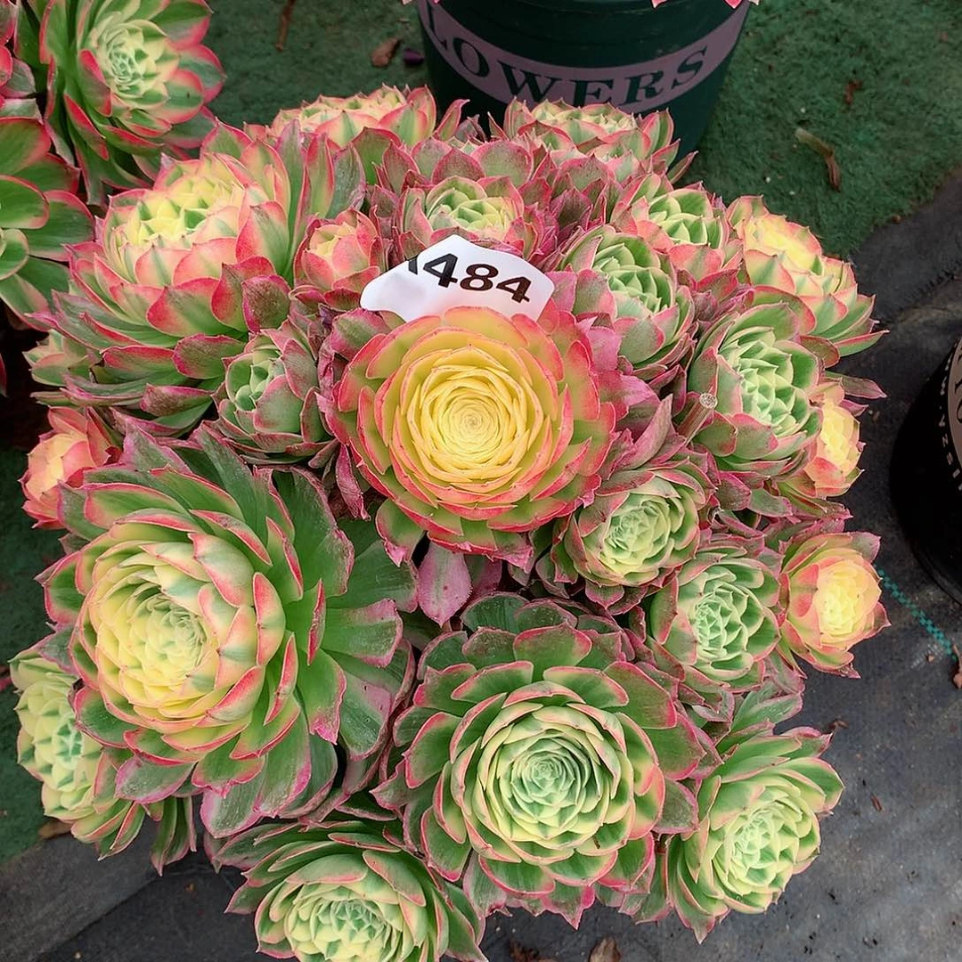 开****?484.海王多肉植物