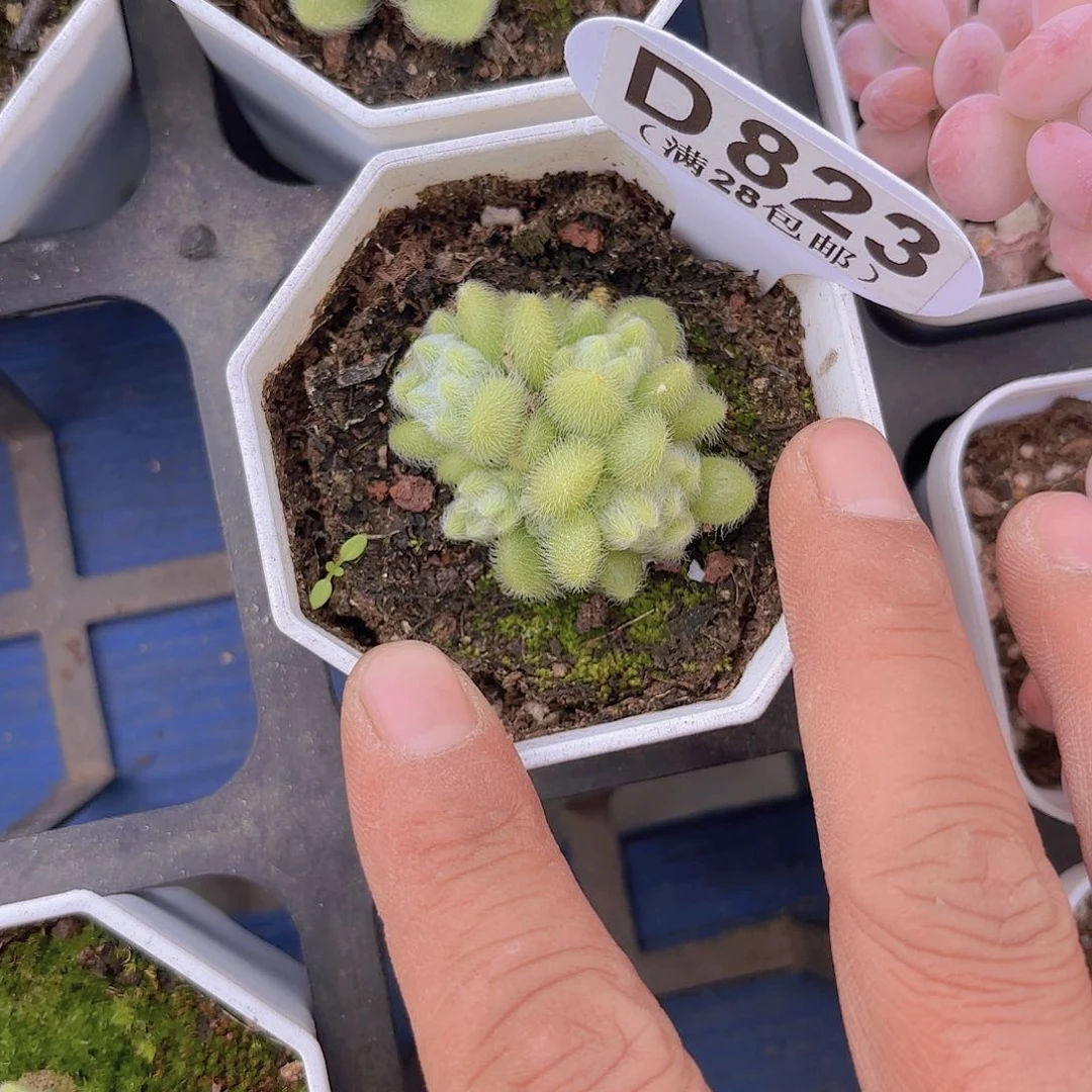 D823信东尼一物一拍