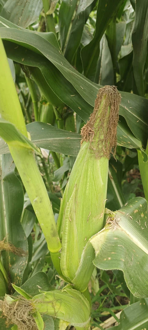 新鲜本地农家自种茄子青线椒黄瓜土豆玉米现摘现发