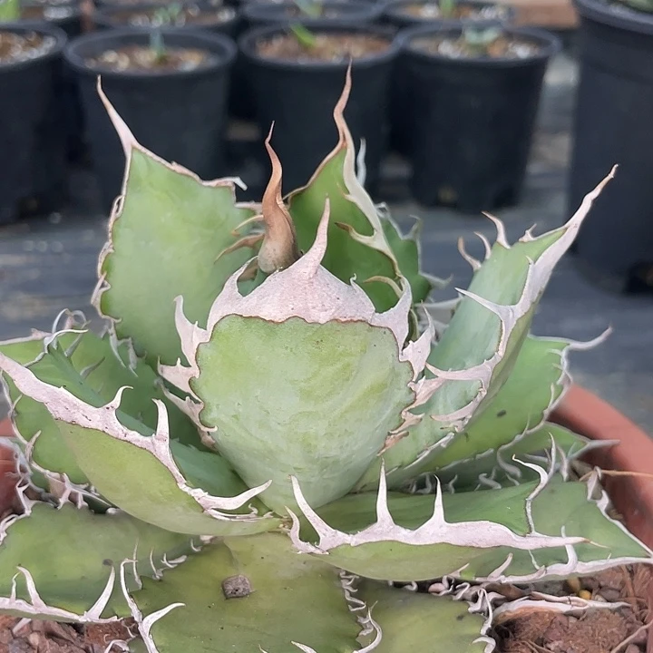 野二3500000000000000