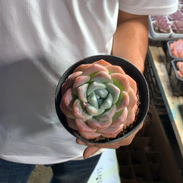 精控单头冰玉9.9一颗 两单包邮