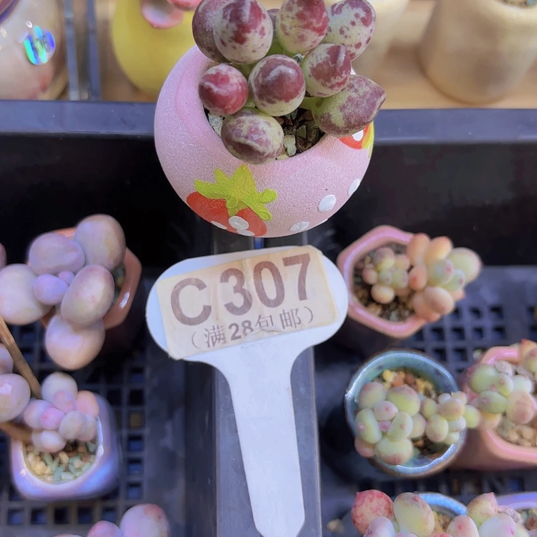 C307鼓吹一物一拍