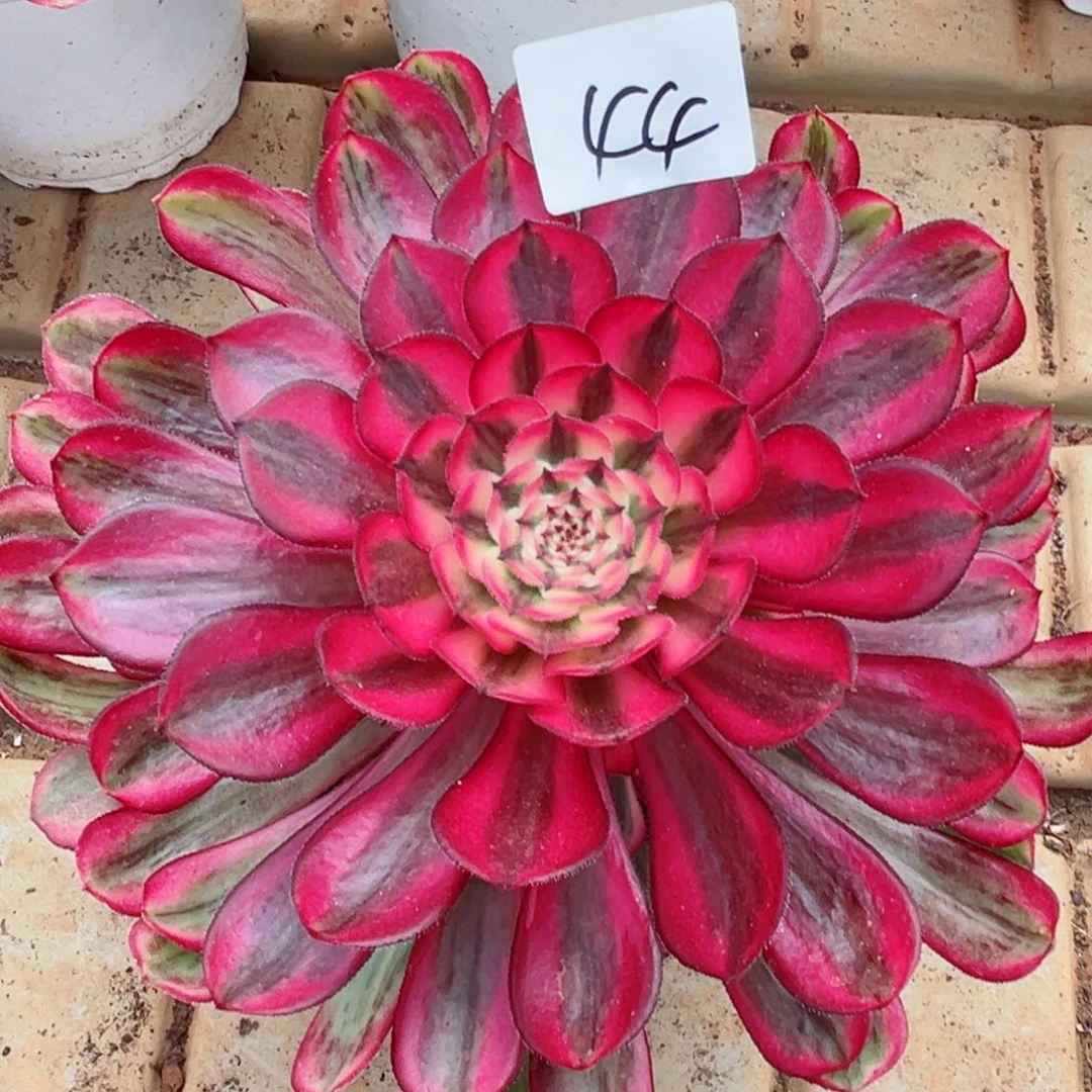 一物一拍多肉法师44