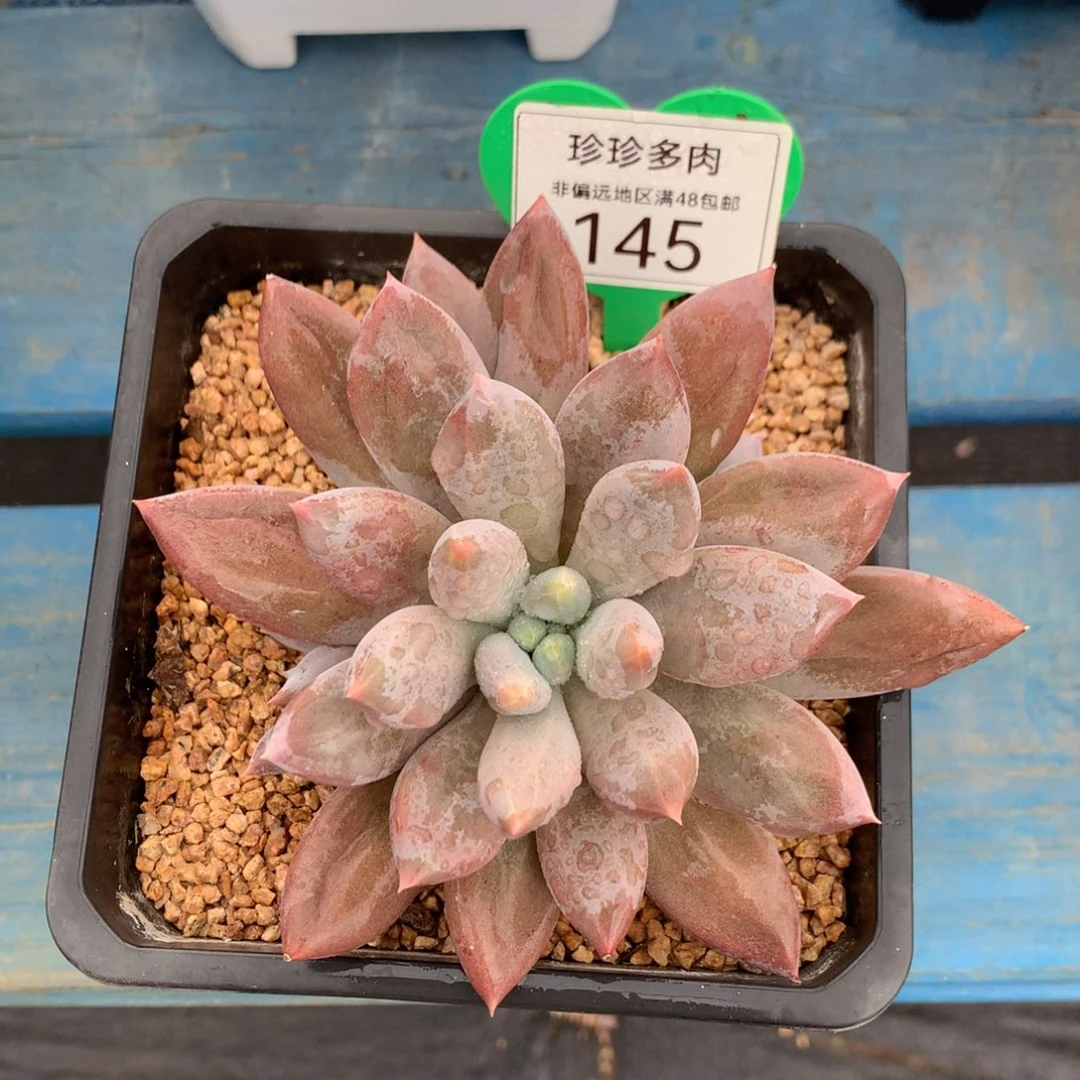 哥特萝莉单头彩体145