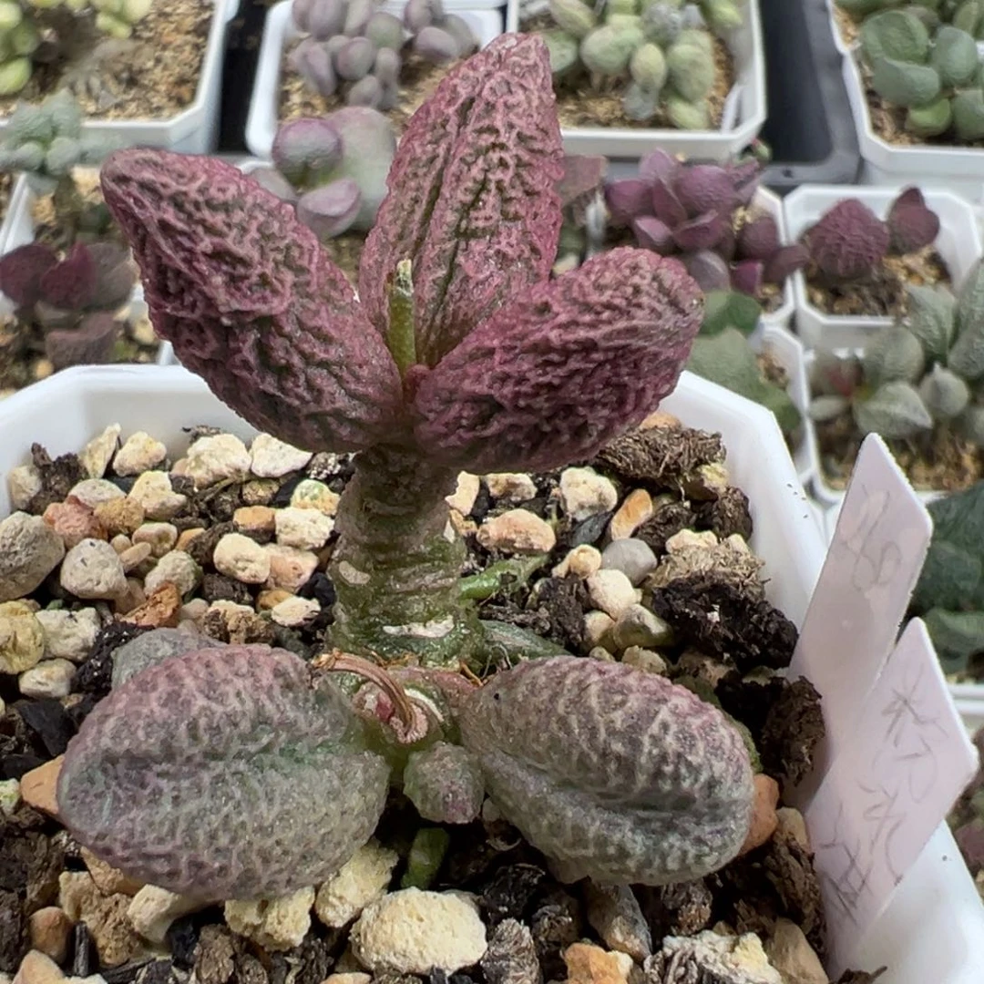 粉红冰激凌多头纯木质桩多肉植物水泡