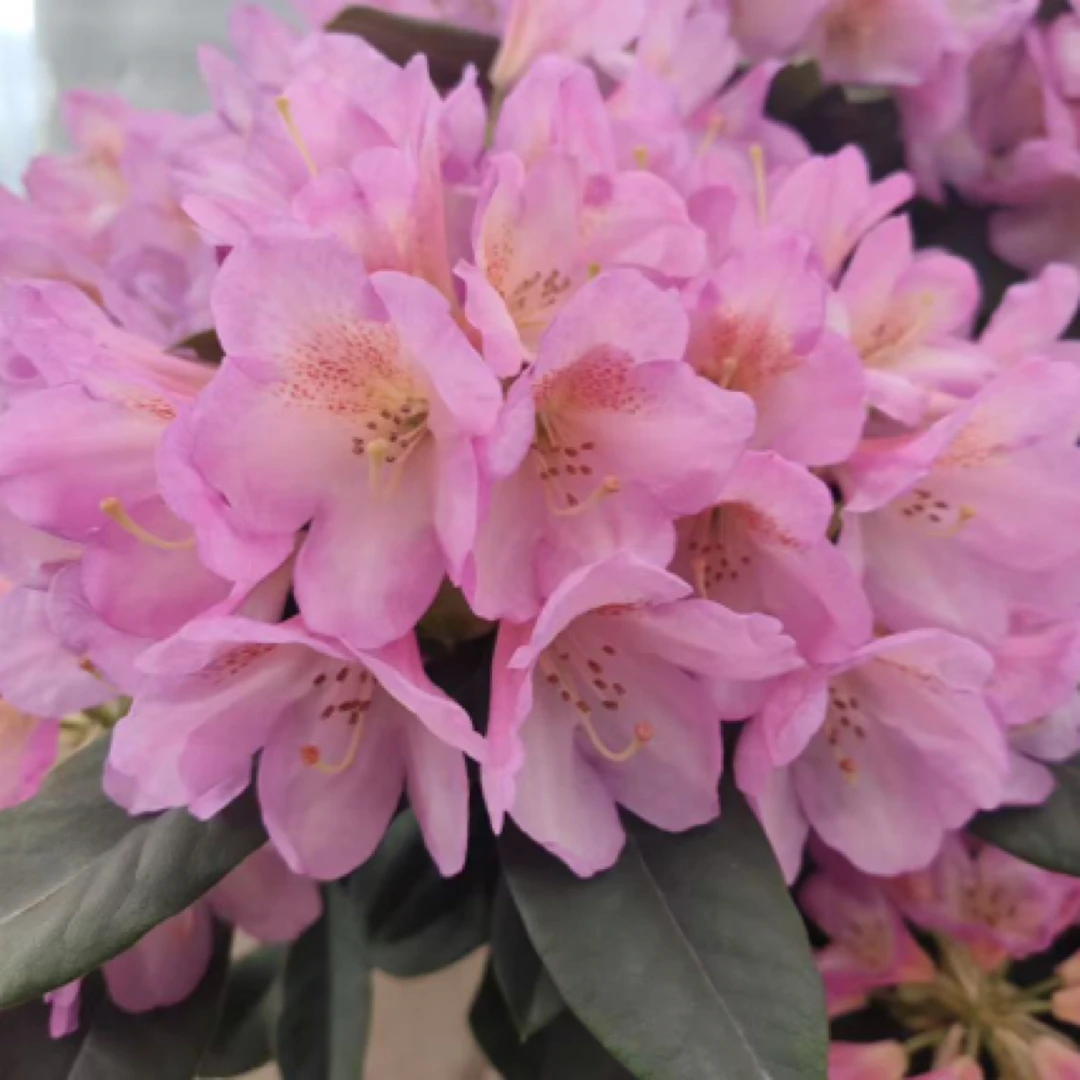 圣体欧洲进口高山杜鹃老桩庭院品种盆栽地栽