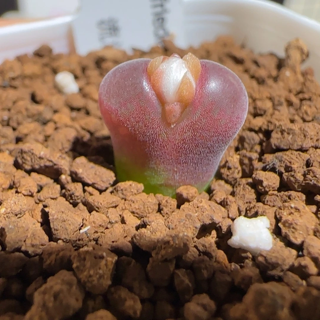 肉锥多肉植物组合-流沙1637