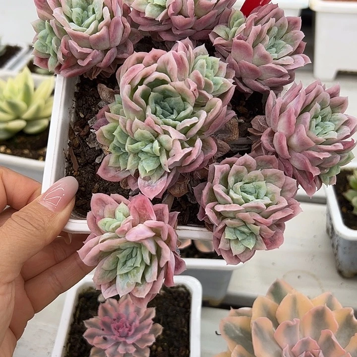 1112哈迪思锦多肉植物