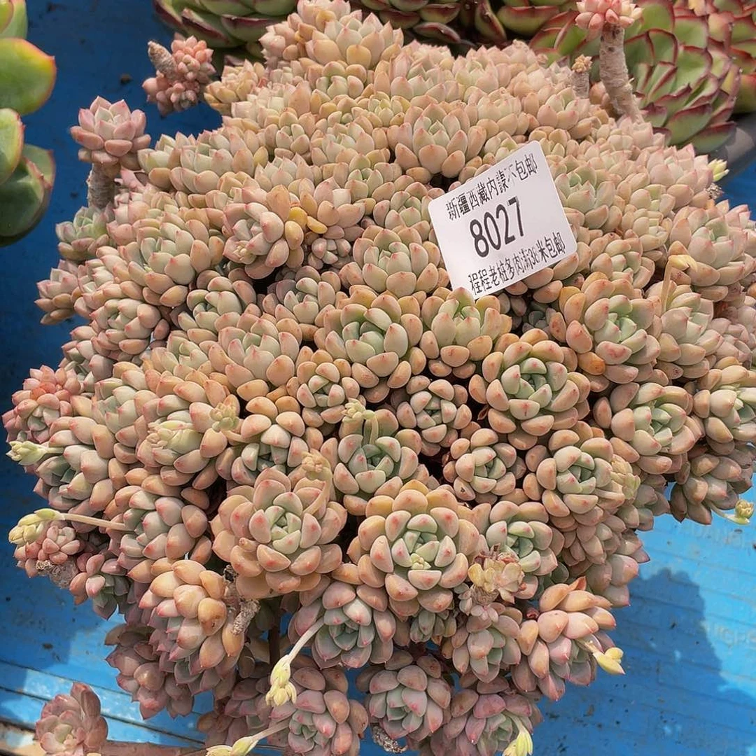 S**莉粉布偶8027多肉