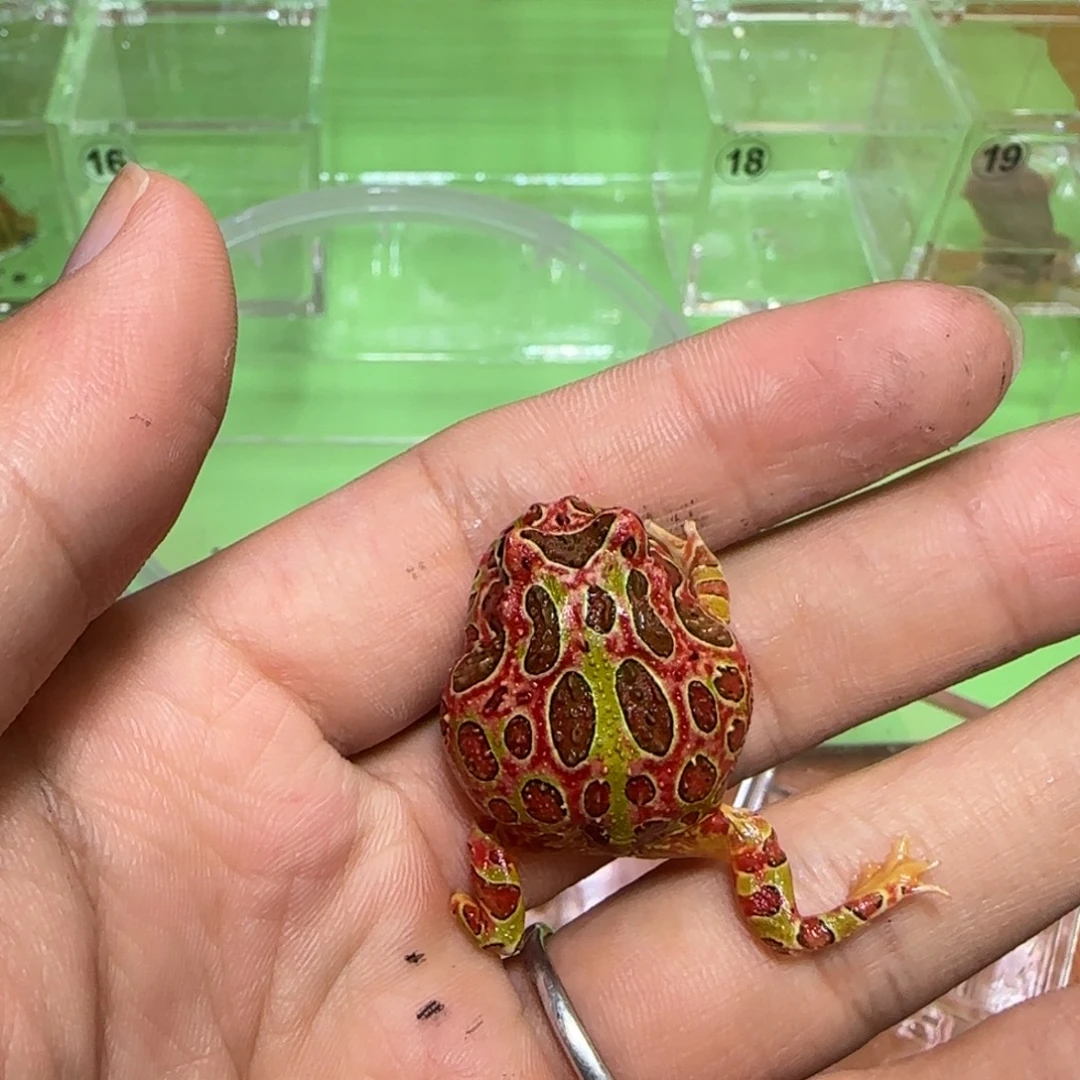 瑕疵红钟不胜寒拍
