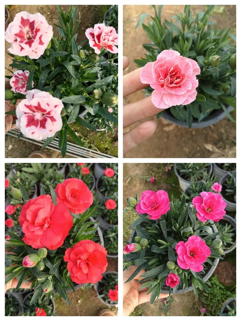 康乃馨盆栽绿植四季开花室内阳台庭院花卉好养活