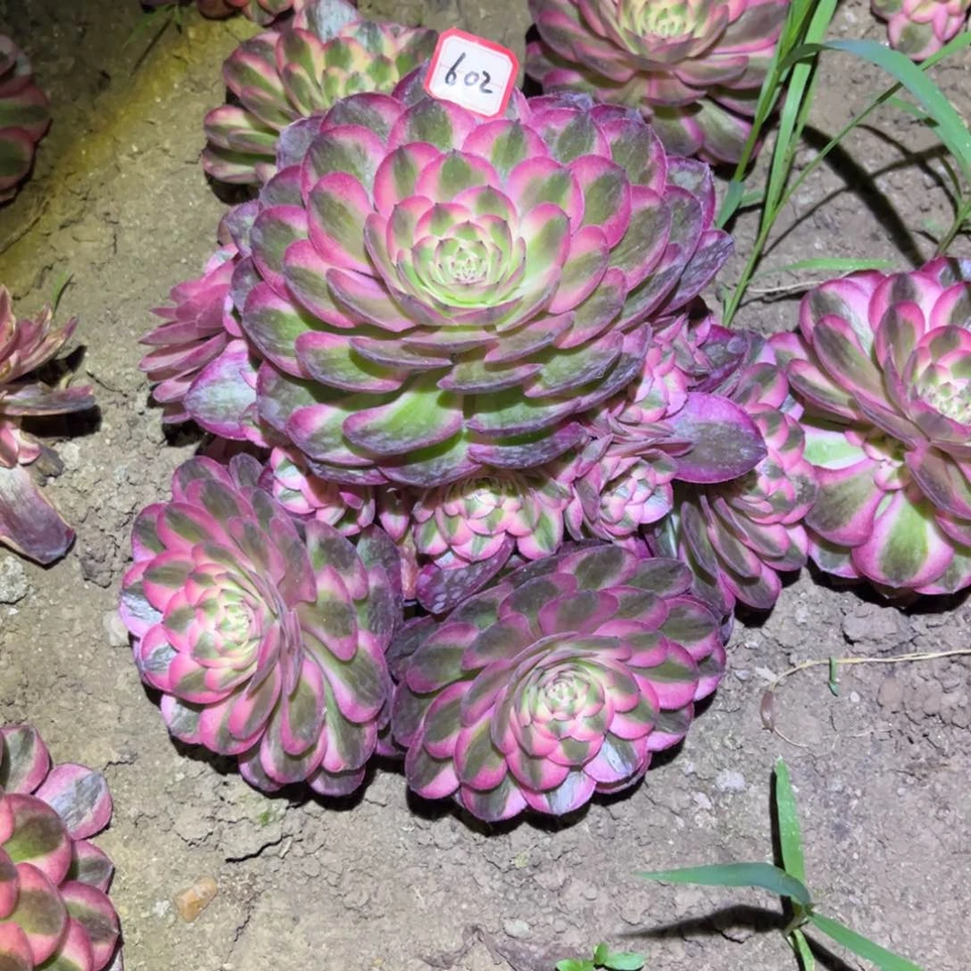 花**子602多肉植物荔枝