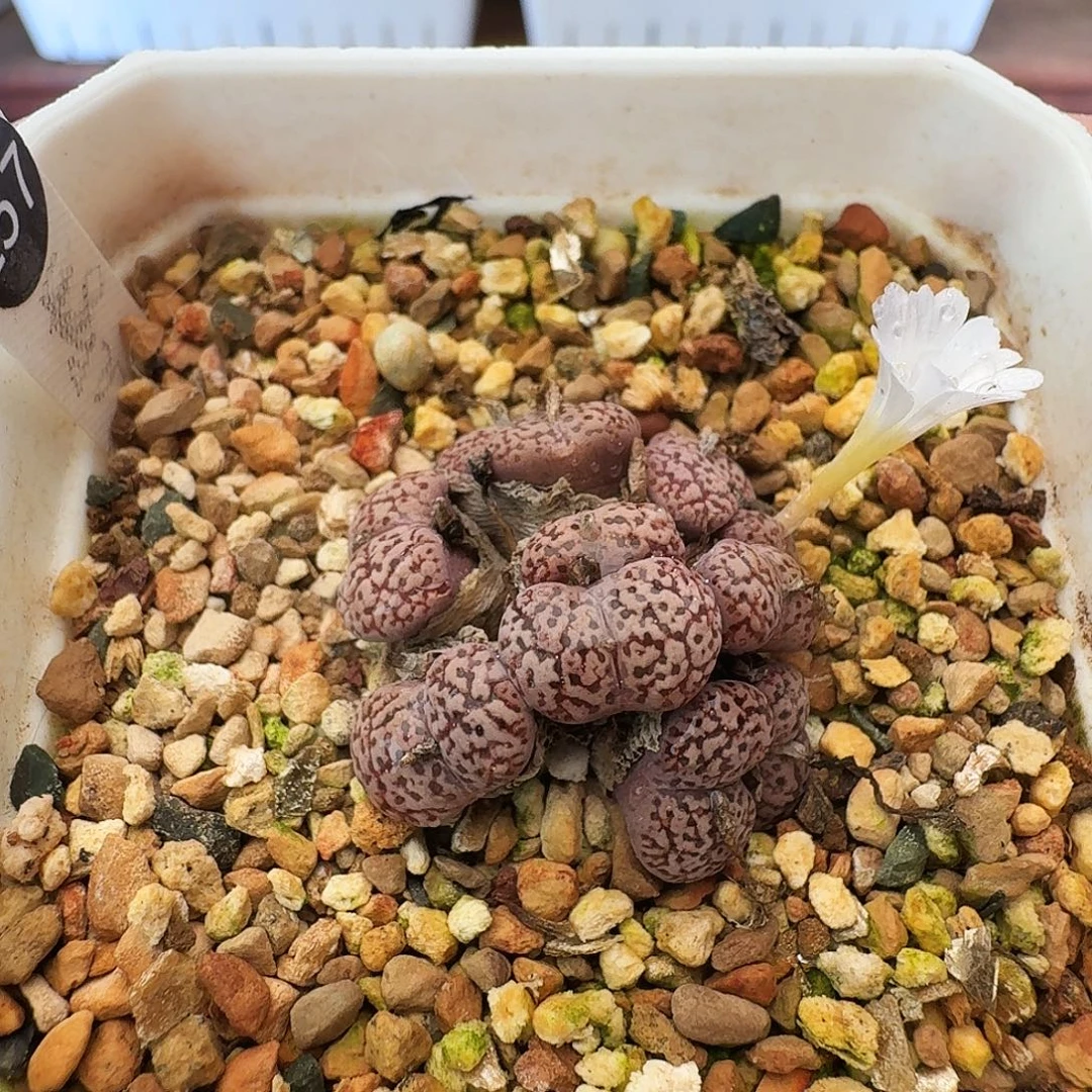 多肉植物福利鸟哈尼