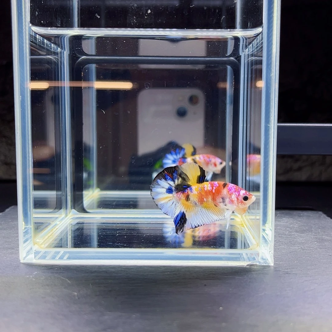 海水宙斯08-23竞拍