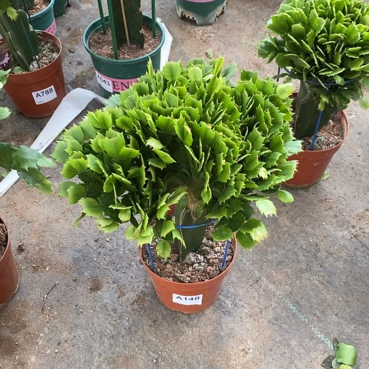 当前无花栽培后可以开花148嫁接费亚