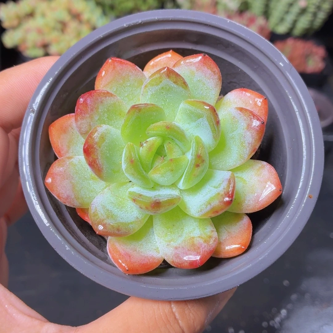 全明星多肉9.9包邮发货