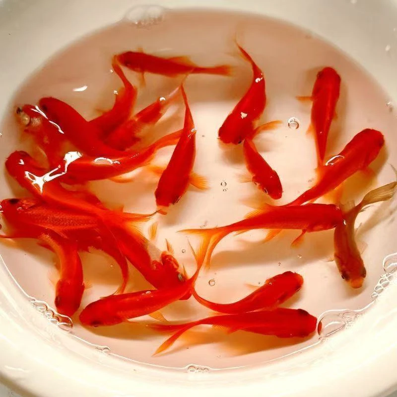 7-9厘米40条大尺寸草金鱼冷水观赏鱼新手好养耐活饲料鱼包邮