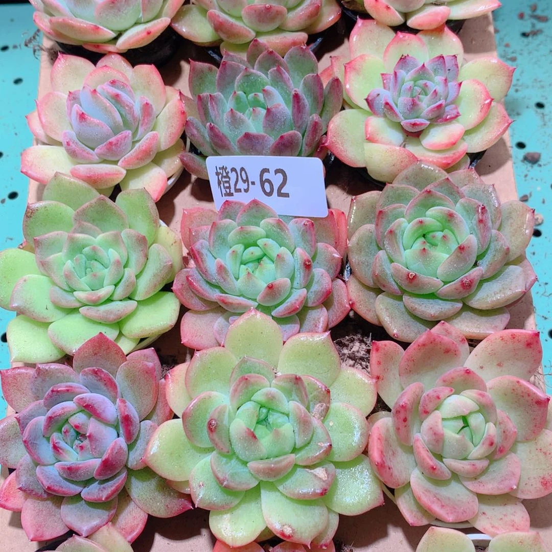 29-62一物一拍多肉带盆18颗
