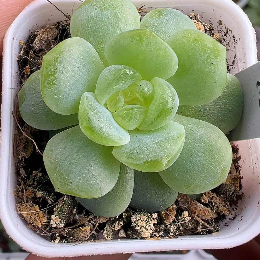 开播福利 无尽灯。