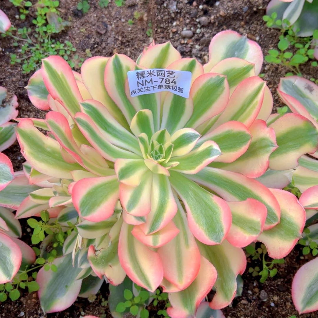 香妃多肉肉植物784