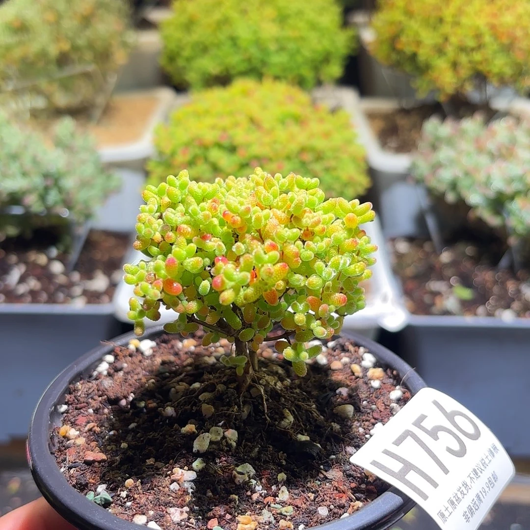 枝干番杏密橘糖球H756