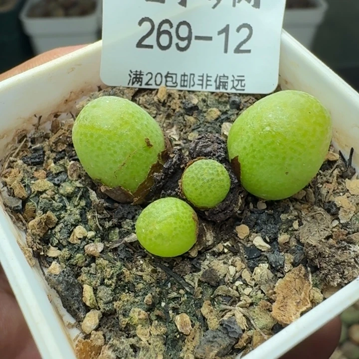 玉米带盆土。