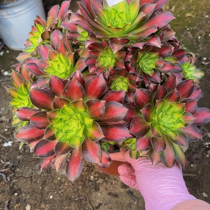 111韶华多肉法师不包断枝