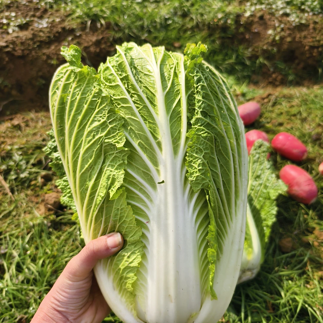 湖南湘西高山本地新鲜蔬菜白菜5斤装