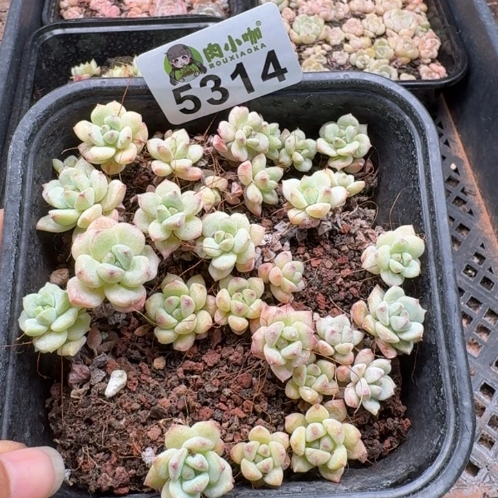 完全开放多肉植物多肉植物