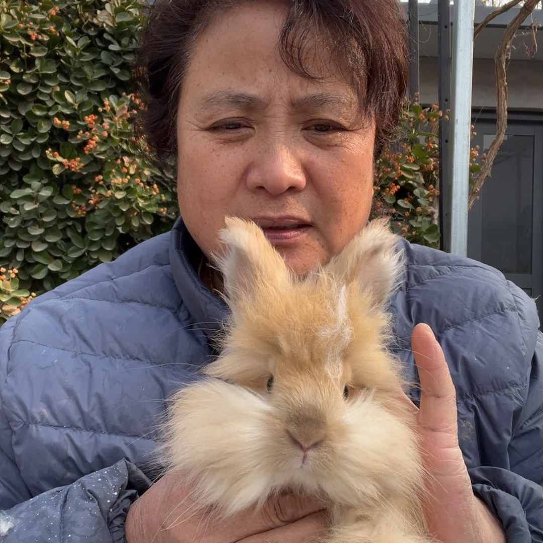 宠物兔英系安哥拉兔