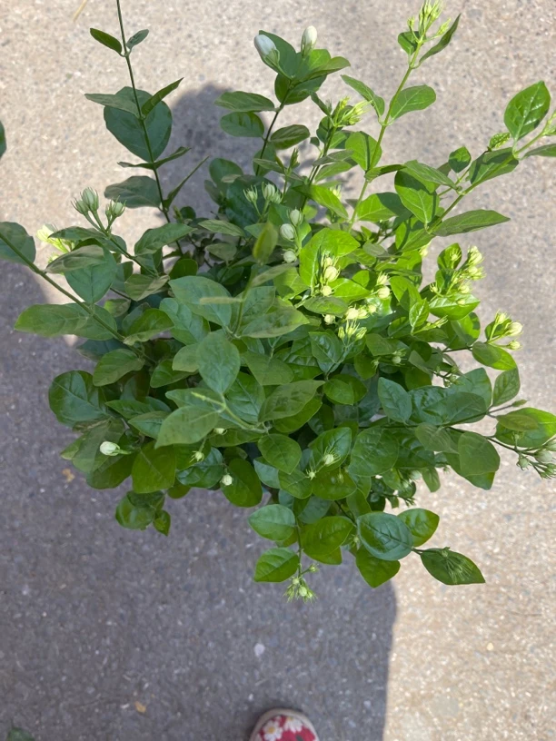 重瓣浓香型带花苞茉莉花盆栽适合室内外种植的花卉