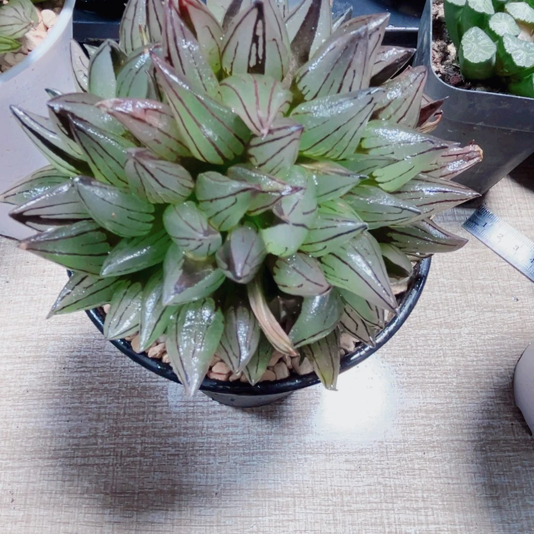 西瓜寿多肉植物6666